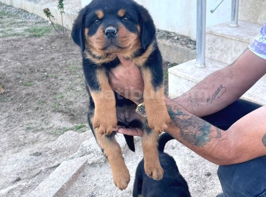 A kalite kusursuz anatomide rottweiller bebekler