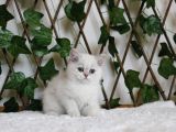 Ay1133 Erkek British Shorthair Golden Point