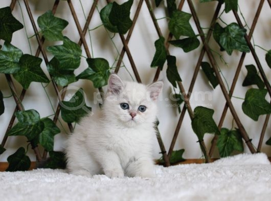 Ay1133 Erkek British Shorthair Golden Point