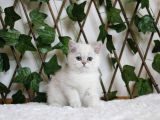 Ay1133 Erkek British Shorthair Golden Point