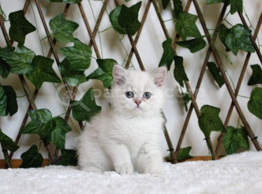 Ay1133 Erkek British Shorthair Golden Point görsel