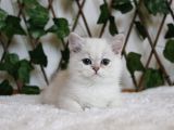 Ay1133 Erkek British Shorthair Golden Point
