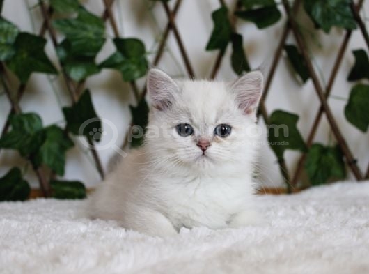 Ay1133 Erkek British Shorthair Golden Point görsel