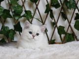 Ay1133 Erkek British Shorthair Golden Point