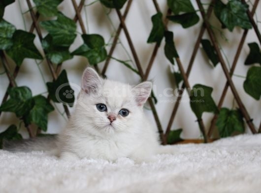 Ay1133 Erkek British Shorthair Golden Point görsel