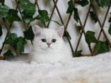Ay1133 Erkek British Shorthair Golden Point