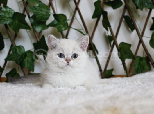 Ay1133 Erkek British Shorthair Golden Point görsel