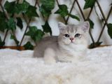 Ay11 Erkek British Shorthair Blue Golden