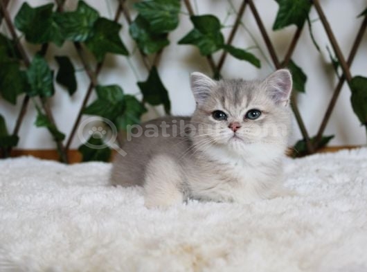 Ay11 Erkek British Shorthair Blue Golden görsel