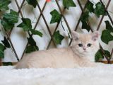 Cy12 Erkek British Shorthair Lilac Golden