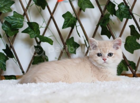 Cy12 Erkek British Shorthair Lilac Golden
