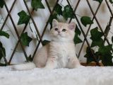 Cy12 Erkek British Shorthair Lilac Golden