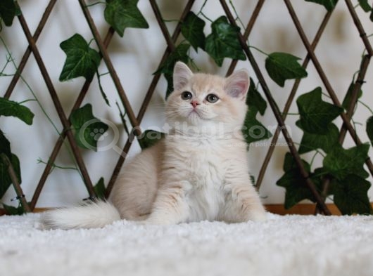 Cy12 Erkek British Shorthair Lilac Golden görsel