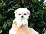 Mini Boy Maltese Yavrularım