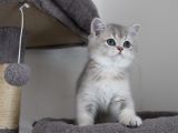 Ay11 Erkek British Shorthair Blue Golden