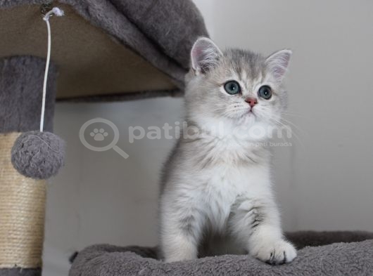 Ay11 Erkek British Shorthair Blue Golden görsel