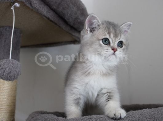 Ay11 Erkek British Shorthair Blue Golden