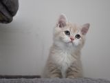Cy12 Erkek British Shorthair Lilac Golden