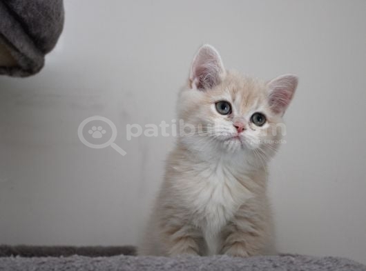 Cy12 Erkek British Shorthair Lilac Golden görsel