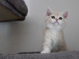 Cy12 Erkek British Shorthair Lilac Golden