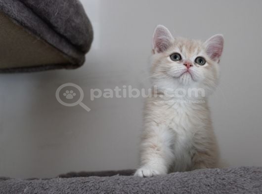 Cy12 Erkek British Shorthair Lilac Golden görsel