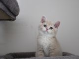 Cy12 Erkek British Shorthair Lilac Golden