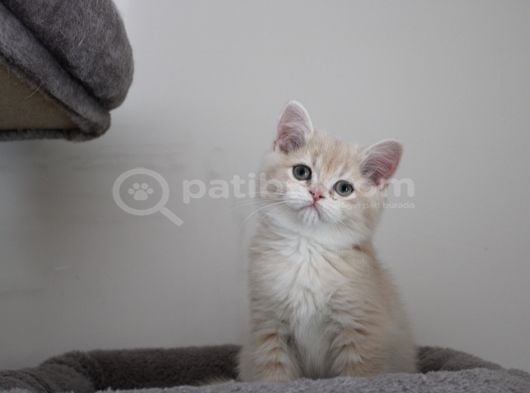 Cy12 Erkek British Shorthair Lilac Golden görsel