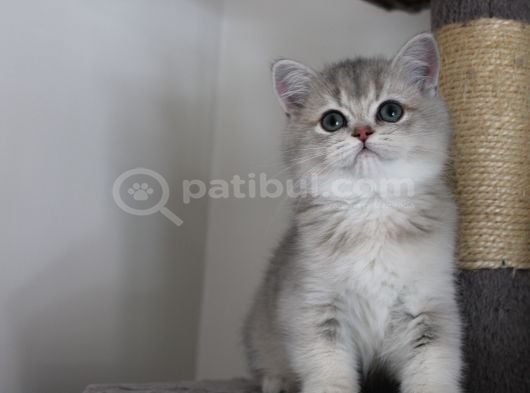 Ay11 Erkek British Shorthair Blue Golden görsel