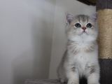 Ay11 Erkek British Shorthair Blue Golden