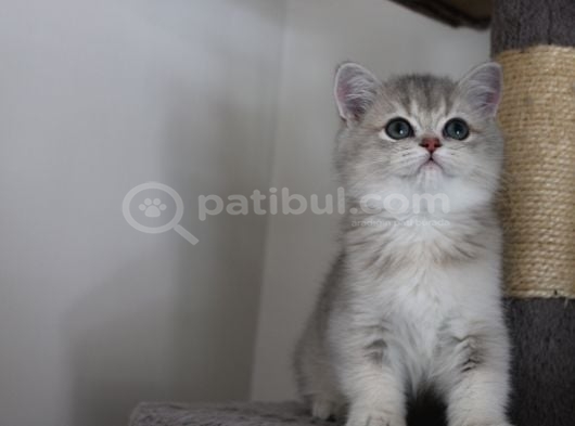 Ay11 Erkek British Shorthair Blue Golden görsel