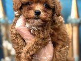 Orijinal Kore Maltipoo Bebek