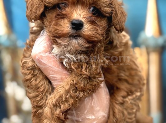 Orijinal kore maltipoo bebek