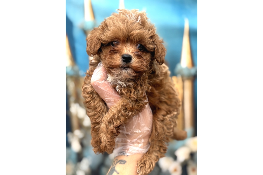 Orijinal Kore Maltipoo Bebek