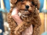 Orijinal Kore Maltipoo Bebek