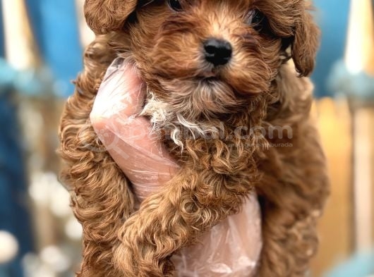Orijinal Kore Maltipoo Bebek görsel