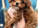 Orijinal Kore Maltipoo Bebek