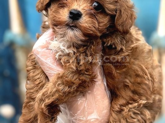 Orijinal Kore Maltipoo Bebek görsel