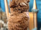 Orijinal Kore Maltipoo Bebek
