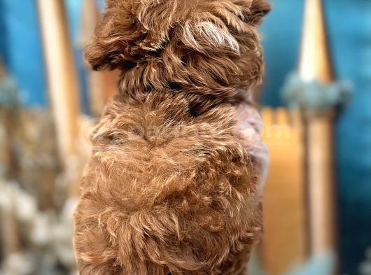Orijinal Kore Maltipoo Bebek görsel