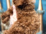 Orijinal Kore Maltipoo Bebek