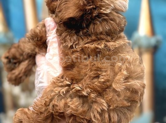 Orijinal Kore Maltipoo Bebek görsel