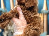 Orijinal Kore Maltipoo Bebek