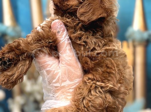 Orijinal Kore Maltipoo Bebek görsel