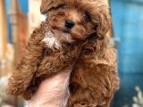 Orijinal Kore Maltipoo Bebek