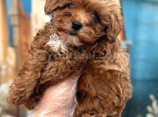 Orijinal Kore Maltipoo Bebek görsel