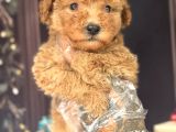 Altın Rengi Toy Poodle