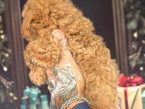 Altın Rengi Toy Poodle