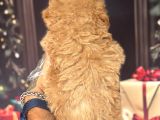 Altın Rengi Toy Poodle