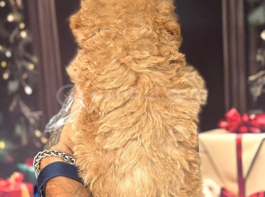 Altın Rengi Toy Poodle görsel