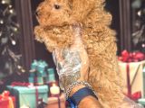 Altın Rengi Toy Poodle